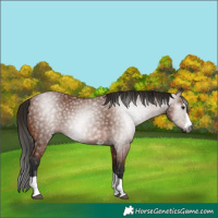 Horse Color:Gray Bay