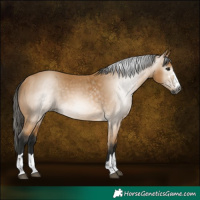 Horse Color:Gray Buckskin 