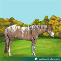 Horse Color:Powder White Liver Red Dun Blanket 