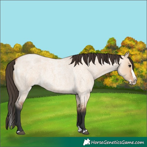Horse Color:Bay Roan Dun Splash 