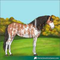 Horse Color:Bay Sabino