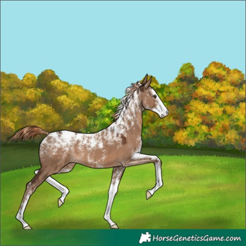 Horse Color:Powder White Liver Red Dun 
