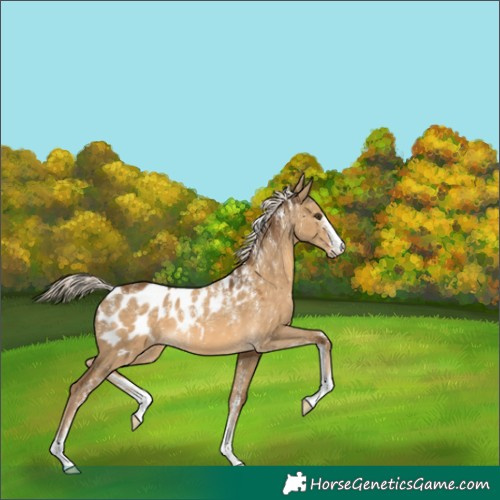 Horse Color:Powder White Chocolate Palomino Dun Blanket 