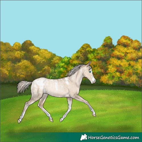 Horse Color:Powder White Chocolate Palomino Pearl Dun Blanket 