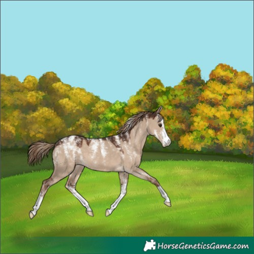 Horse Color:Powder White Liver Red Dun Appaloosa 