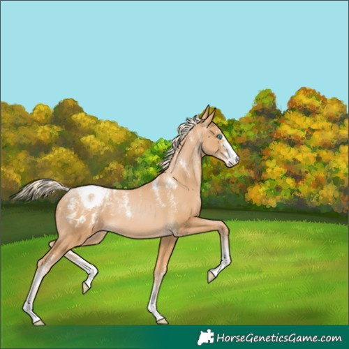 Horse Color:Powder White Palomino Pearl Blanket 