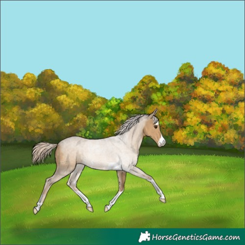 Horse Color:Chocolate Palomino Dun 