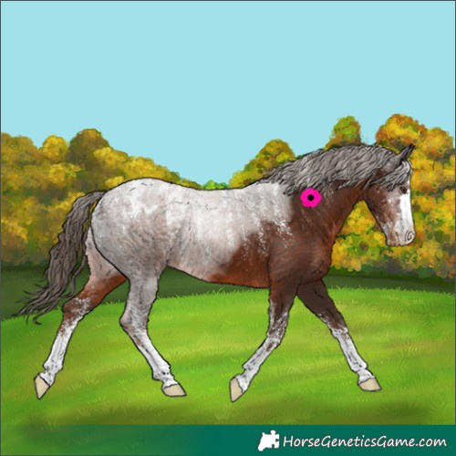 Horse Color:Powder White Liver Chestnut Appaloosa 