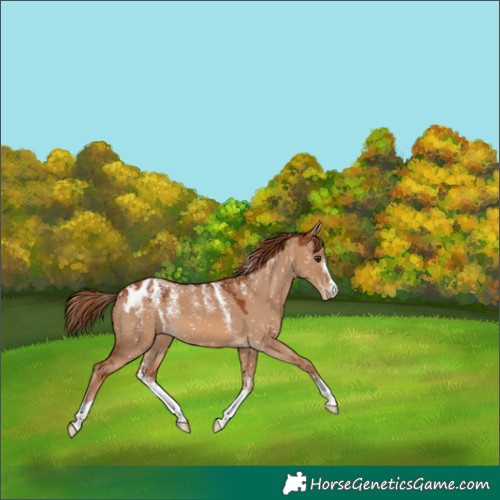 Horse Color:Powder White Red Dun Appaloosa 