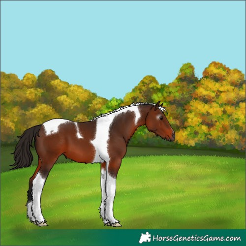 Horse Color:Gray Bay Tobiano 