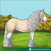Horse Color:Silver Buckskin Roan Splash 
