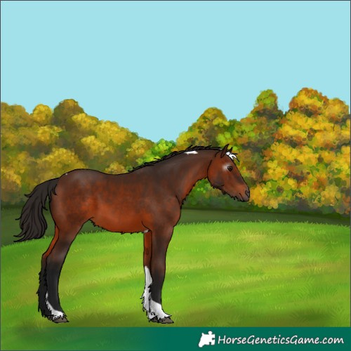 Horse Color:Gray Bay Tobiano 