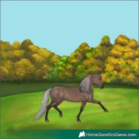 Horse Color:Silver Brown Dun 