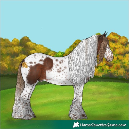 Horse Color:Liver Chestnut Splash Tobiano Frame Rabicano 