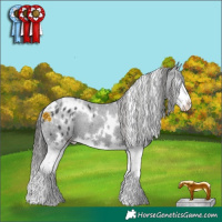 Horse Color:White Spotted Black Splash Appaloosa 