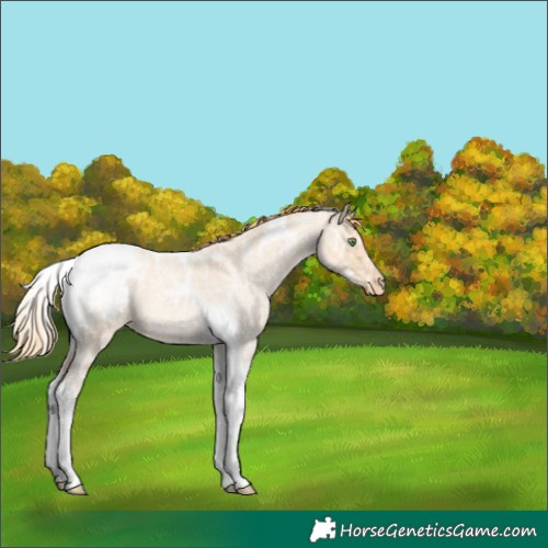 Horse Color:Gold Champagne Ice Roan Tobiano Appaloosa 