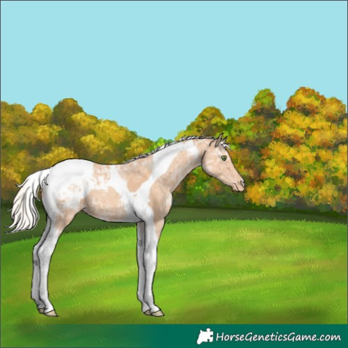 Horse Color:Silver Classic Champagne Ice Tobiano Appaloosa 