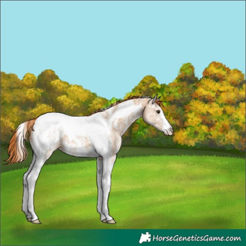 Horse Color:Red Dun Ice Sabino Tobiano Appaloosa 