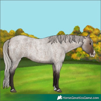 Horse Color:Silver Brown Roan Dun Splash 
