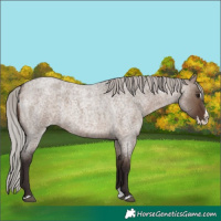 Horse Color:Silver Brown Roan Dun Splash 
