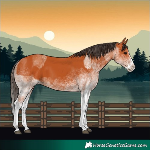 Horse Color:White Spotted Bay Splash  and White Spotted Bay Splash 