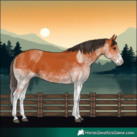 Horse Color:White Spotted Bay Splash  and White Spotted Bay Splash 