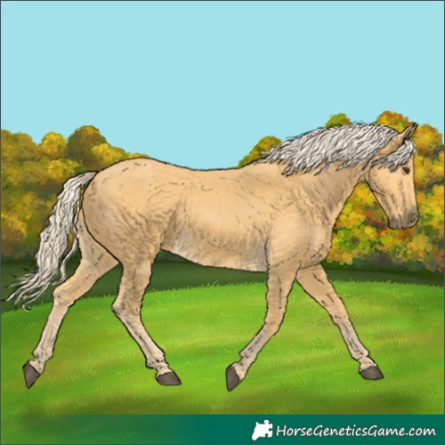 Horse Color:Palomino 