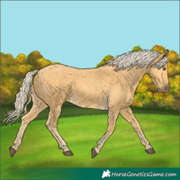 Horse Color:Palomino