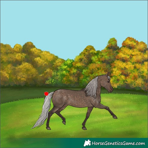 Horse Color:Silver Brown Dun 