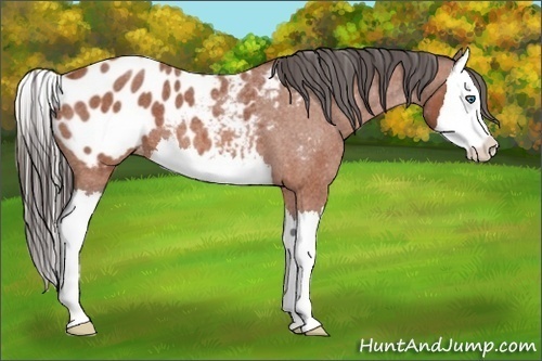 Horse Color:Bay Roan Splash Appaloosa 
