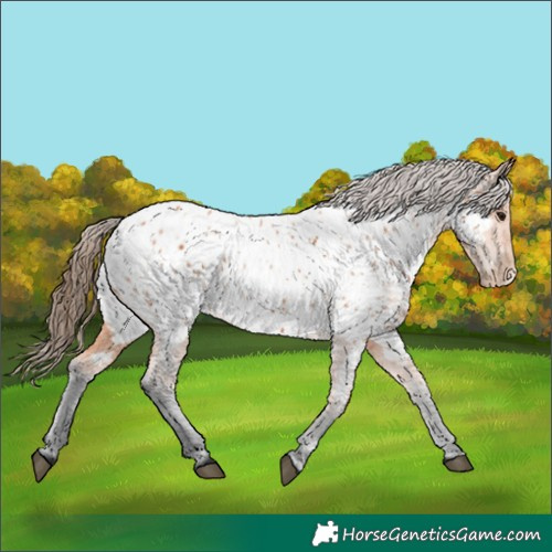 Horse Color:Bay Appaloosa 