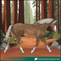 Horse Color:Chocolate Palomino 