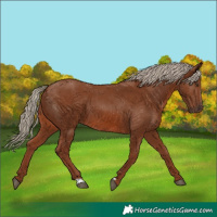Horse Color:Chestnut 