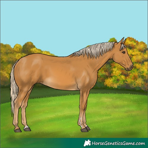 Horse Color:Palomino 