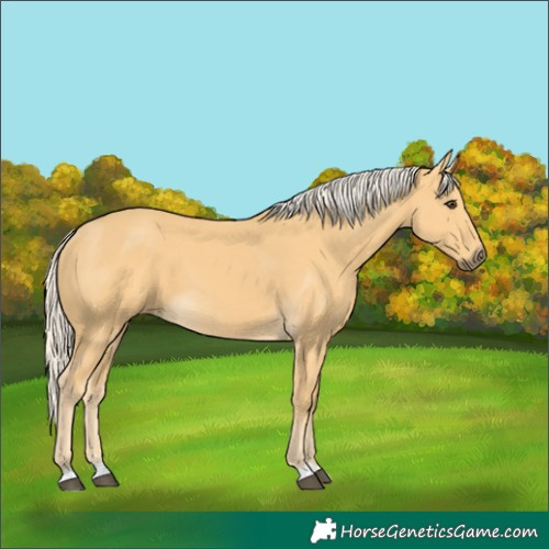 Horse Color:Palomino 