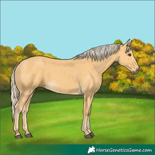 Horse Color:Palomino