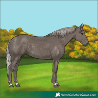 Horse Color:Silver Black 
