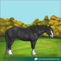 Horse Color:Black and Black Splash