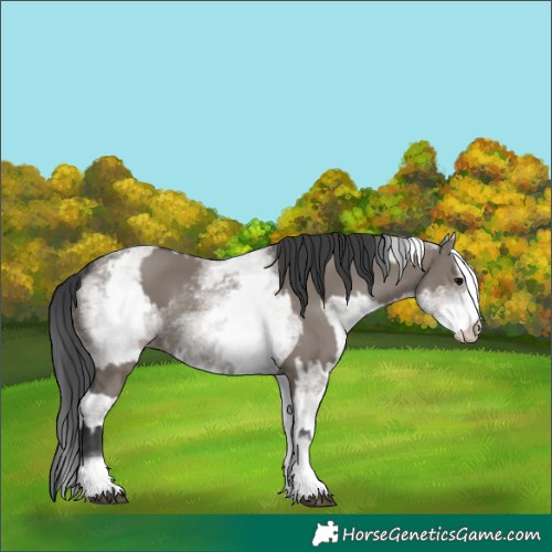 Horse Color:White Spotted Grullo Rabicano and White Spotted Grullo