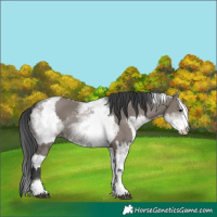 Horse Color:White Spotted Grullo Rabicano  and White Spotted Grullo 
