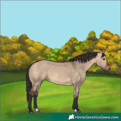 Horse Color:Bay Dun
