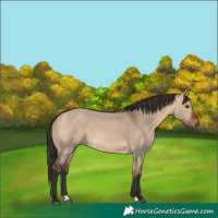 Horse Color:Bay Dun