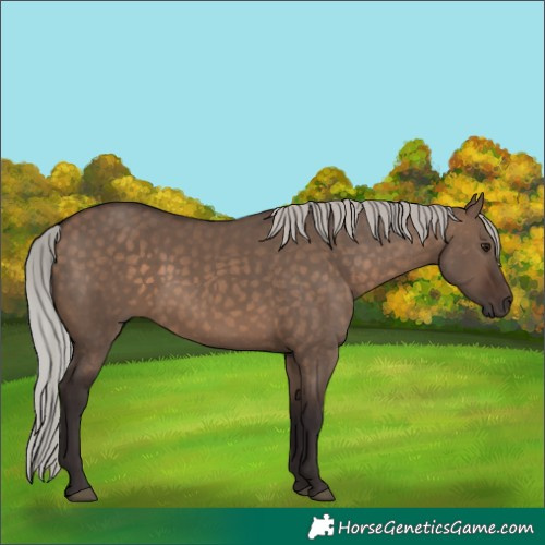 Horse Color:Silver Brown Dun