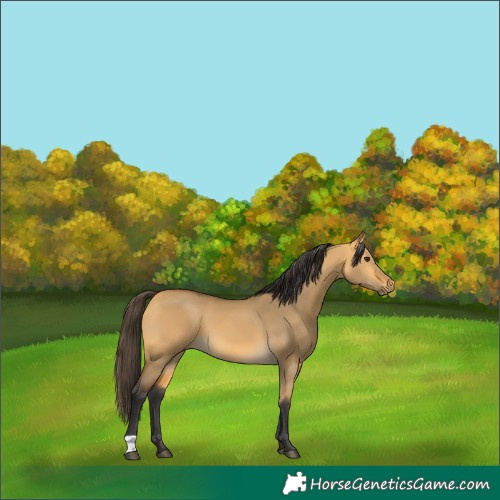 Horse Color:Buckskin Dun 