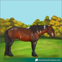 Horse Color:White Spotted Brown 