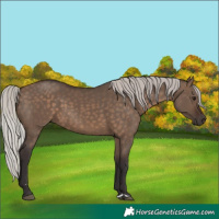 Horse Color:Silver Brown Dun