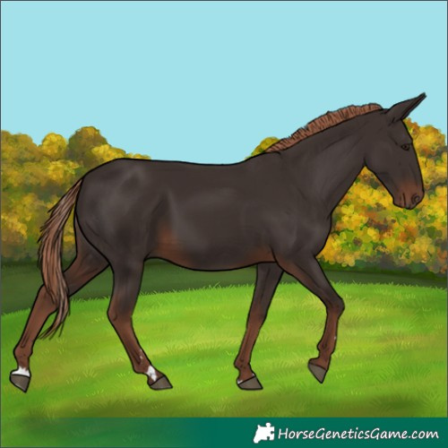 Horse Color:Liver Chestnut 