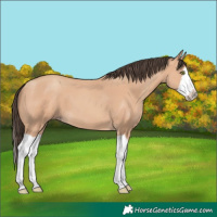 Horse Color:Amber Champagne Splash 