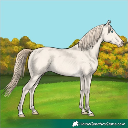 Horse Color:Perlino Dun 