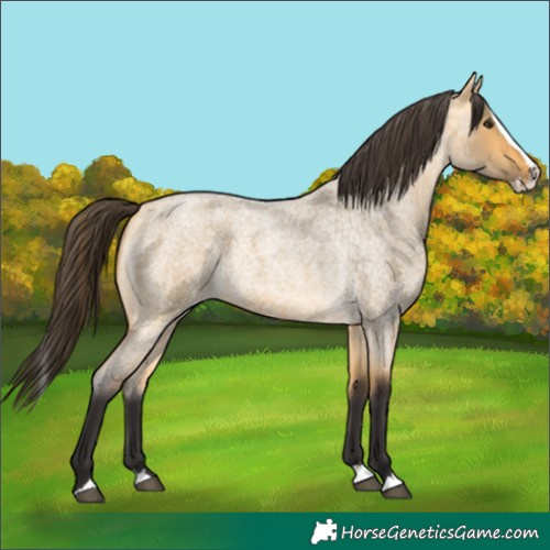 Horse Color:Buckskin Roan Dun Splash